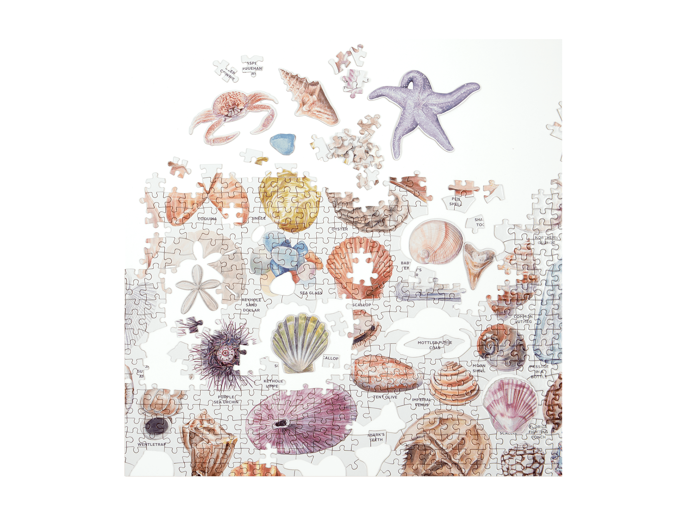 The Beachcomber's Companion 1000 Piece Puzzle With Shaped Pieces