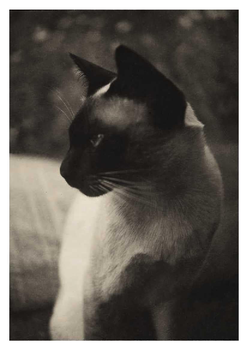 Cats - 50 Postcards