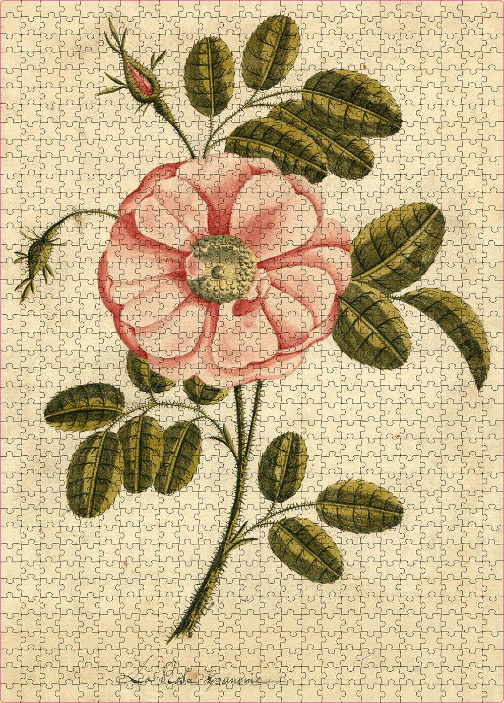 Garden Rose - John Derian - 1,000 Pieces