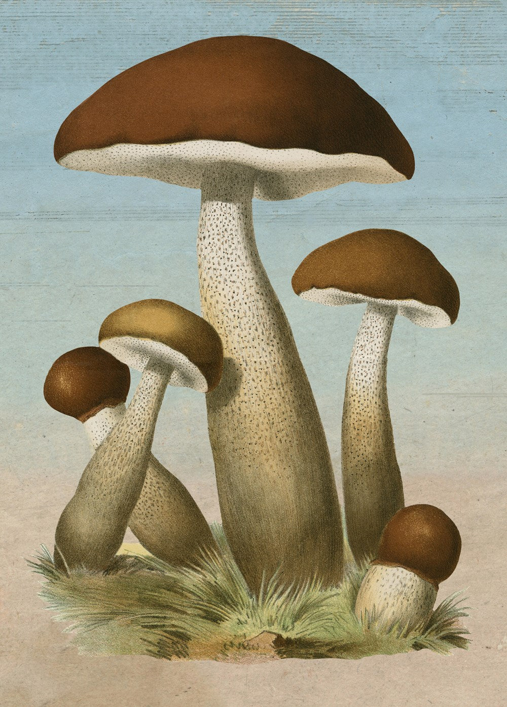 Mushrooms - John Derian 1000 Piece