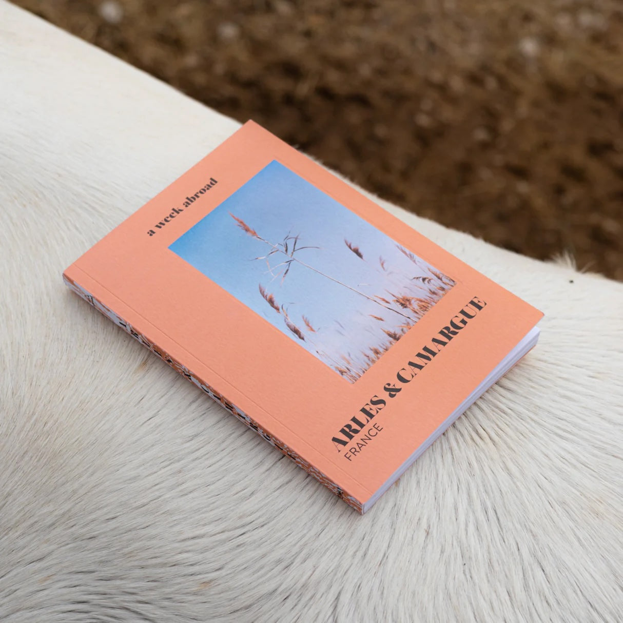 A Week Abroad Arles & Camargue