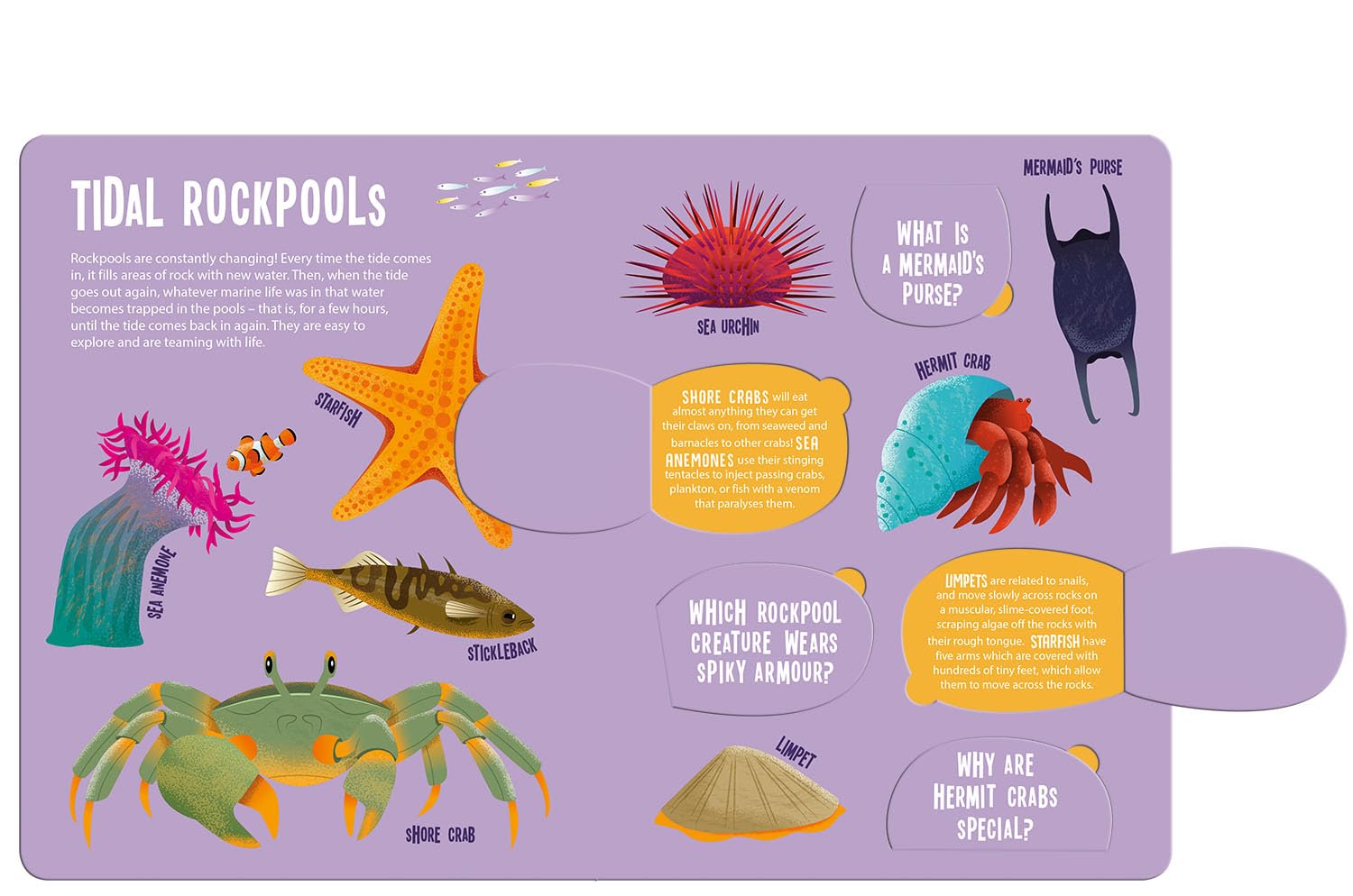 Magic searchlight - Ocean Animals