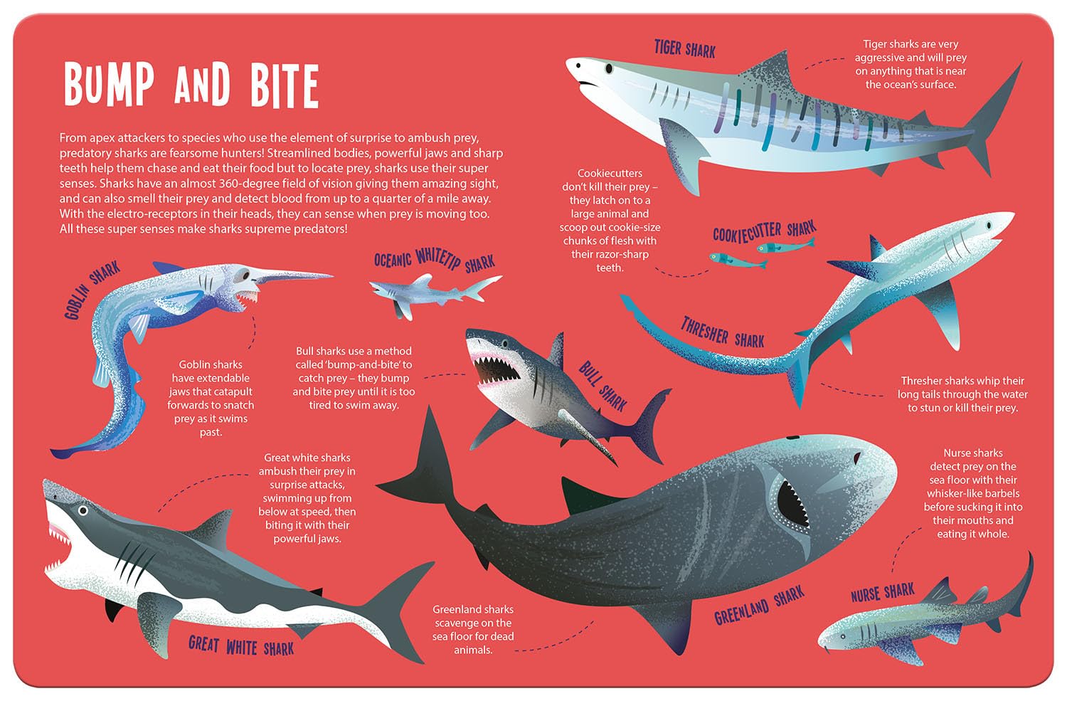 Magic searchlight - Sharks