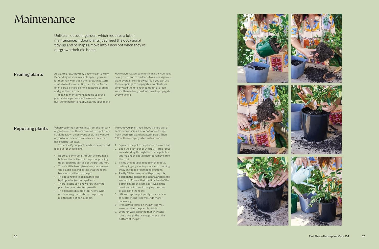 The Plant Book: The ultimate guide to thriving houseplants