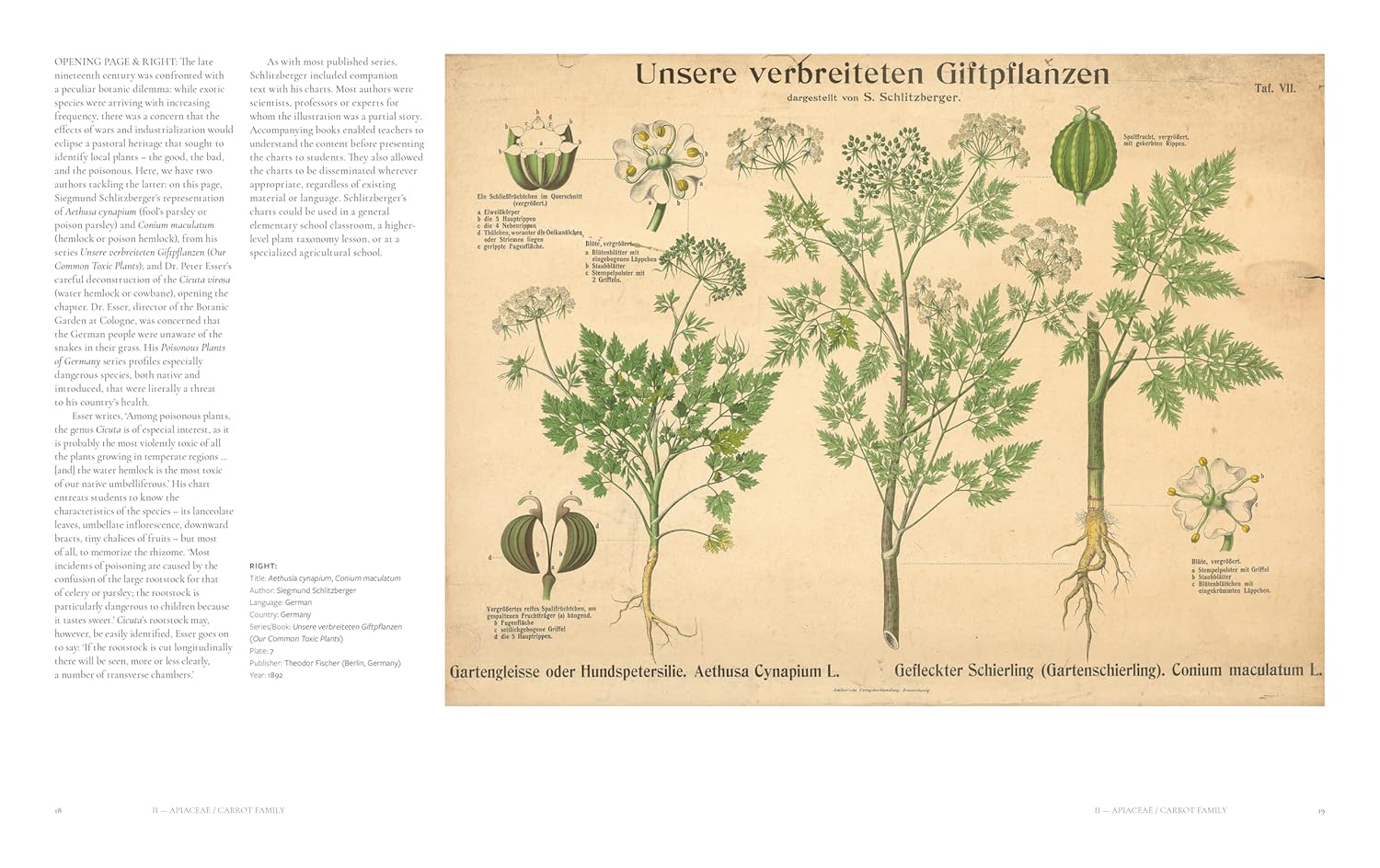 The Art of Botanical Painting