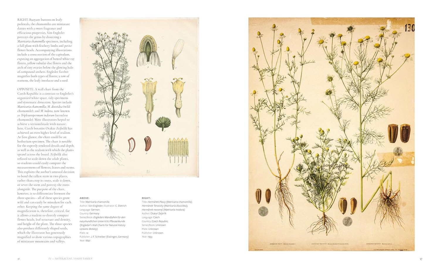The Art of Botanical Painting