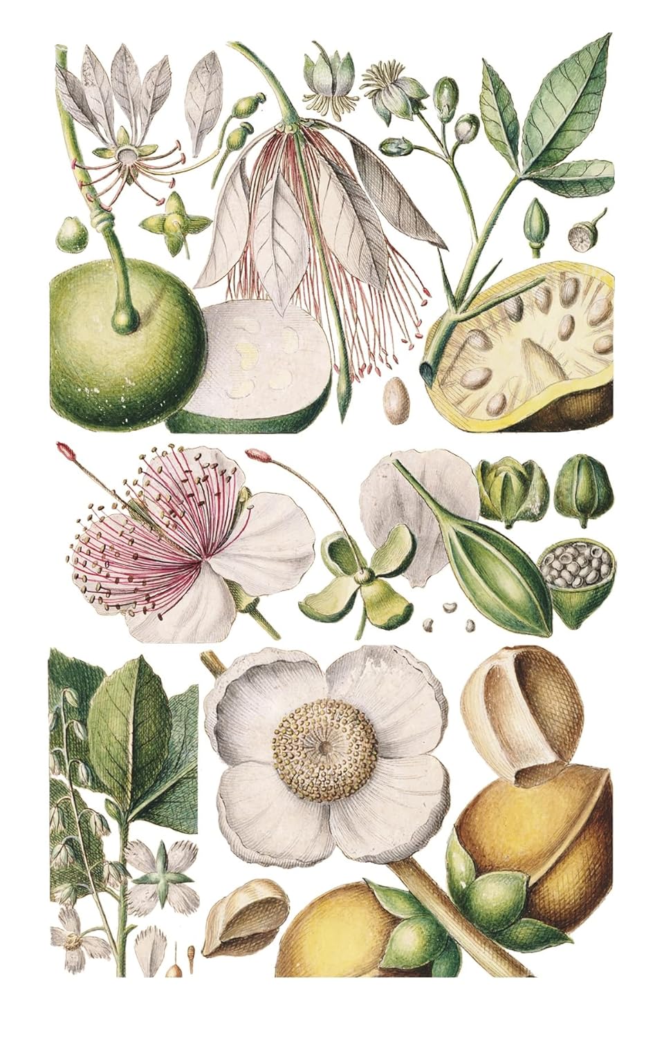 100 Flowers: One Hundred Postcards from the Royal Horticultural Society