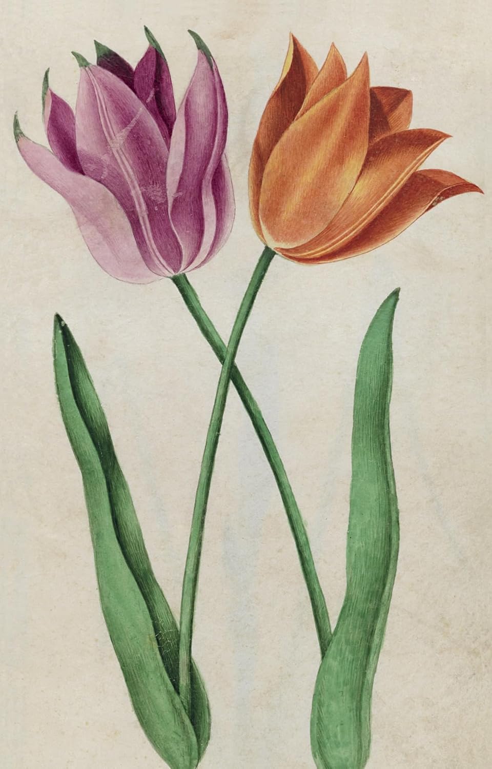 100 Flowers: One Hundred Postcards from the Royal Horticultural Society