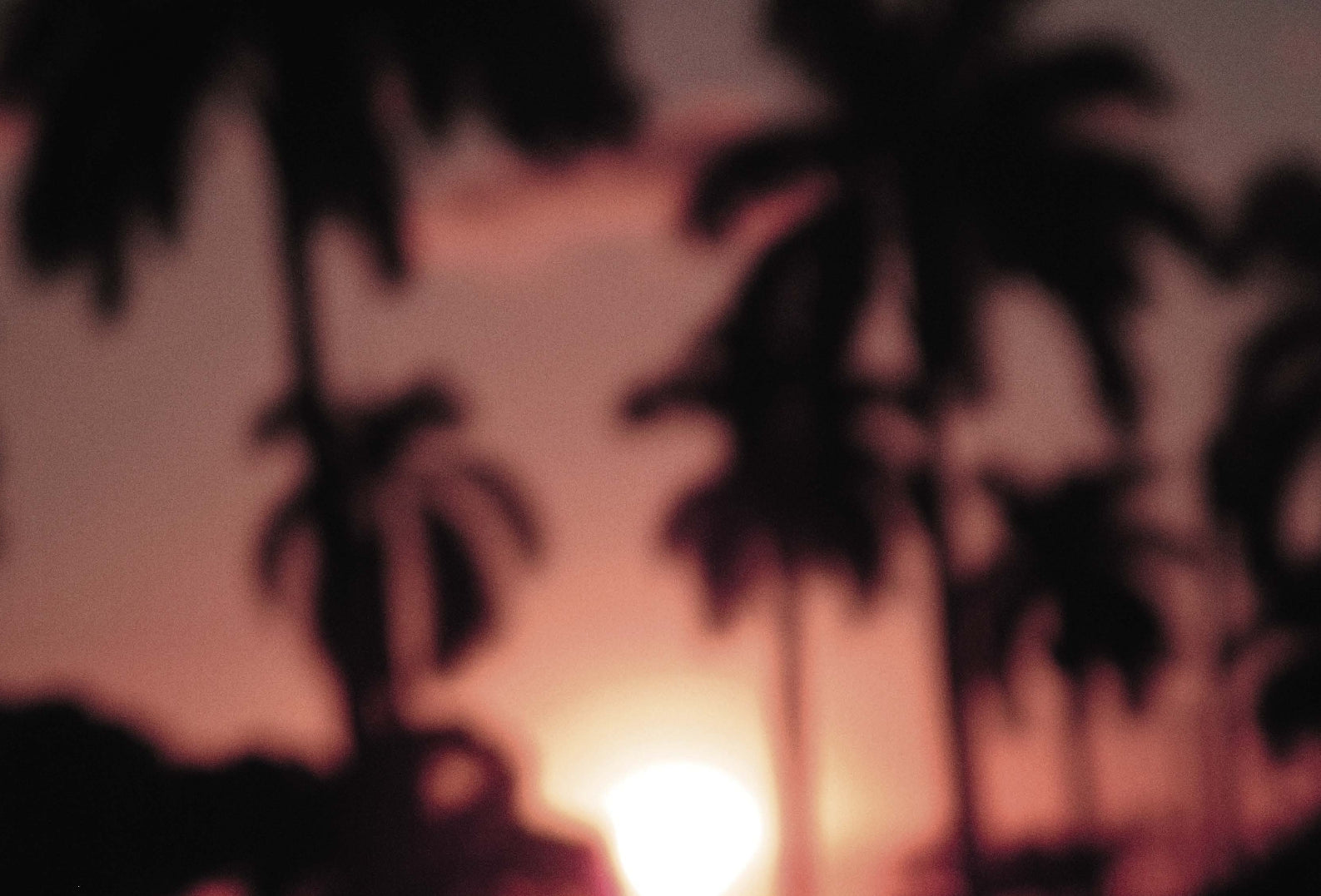 Decoding Palm Culture