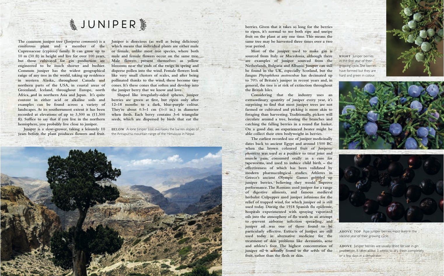 The Curious Bartender's Gin Palace