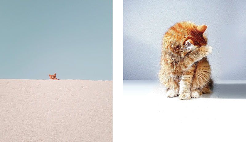 This Book is Literally Just Pictures of Animals Silently Judging You