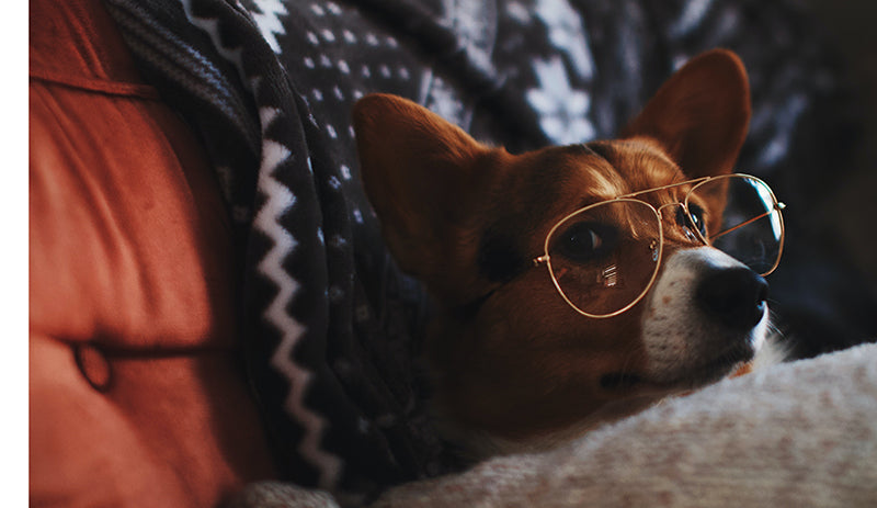 This Book is Literally Just Pictures of Animals Silently Judging You