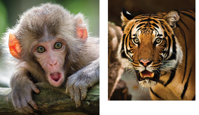 This Book is Literally Just Pictures of Animals Silently Judging You