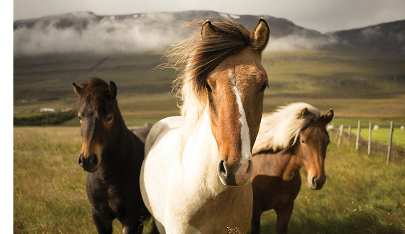 This Book is Literally Just Pictures of Animals Silently Judging You