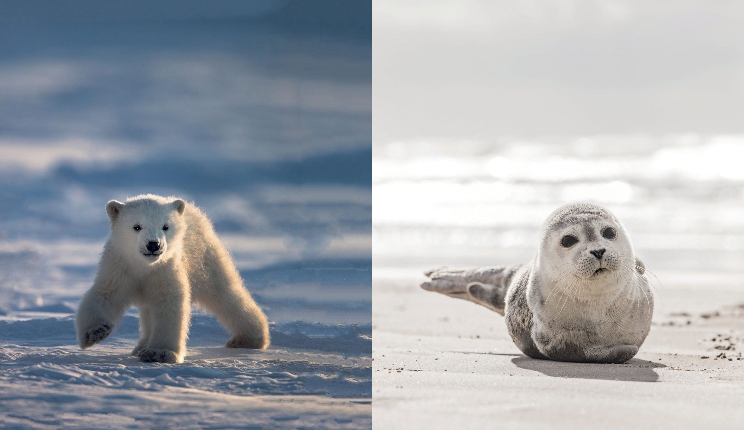 This Book is Literally Just Pictures of Tiny Animals That Will Make You Smile