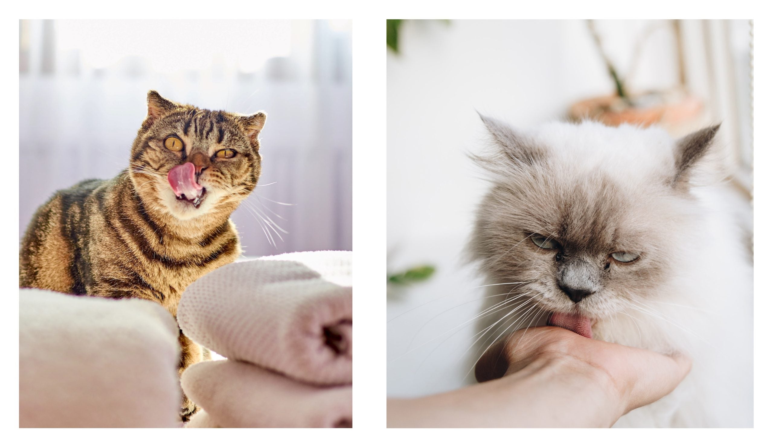 This Book is Literally Just Pictures of Cute Cats Who Are Plotting to Kill You