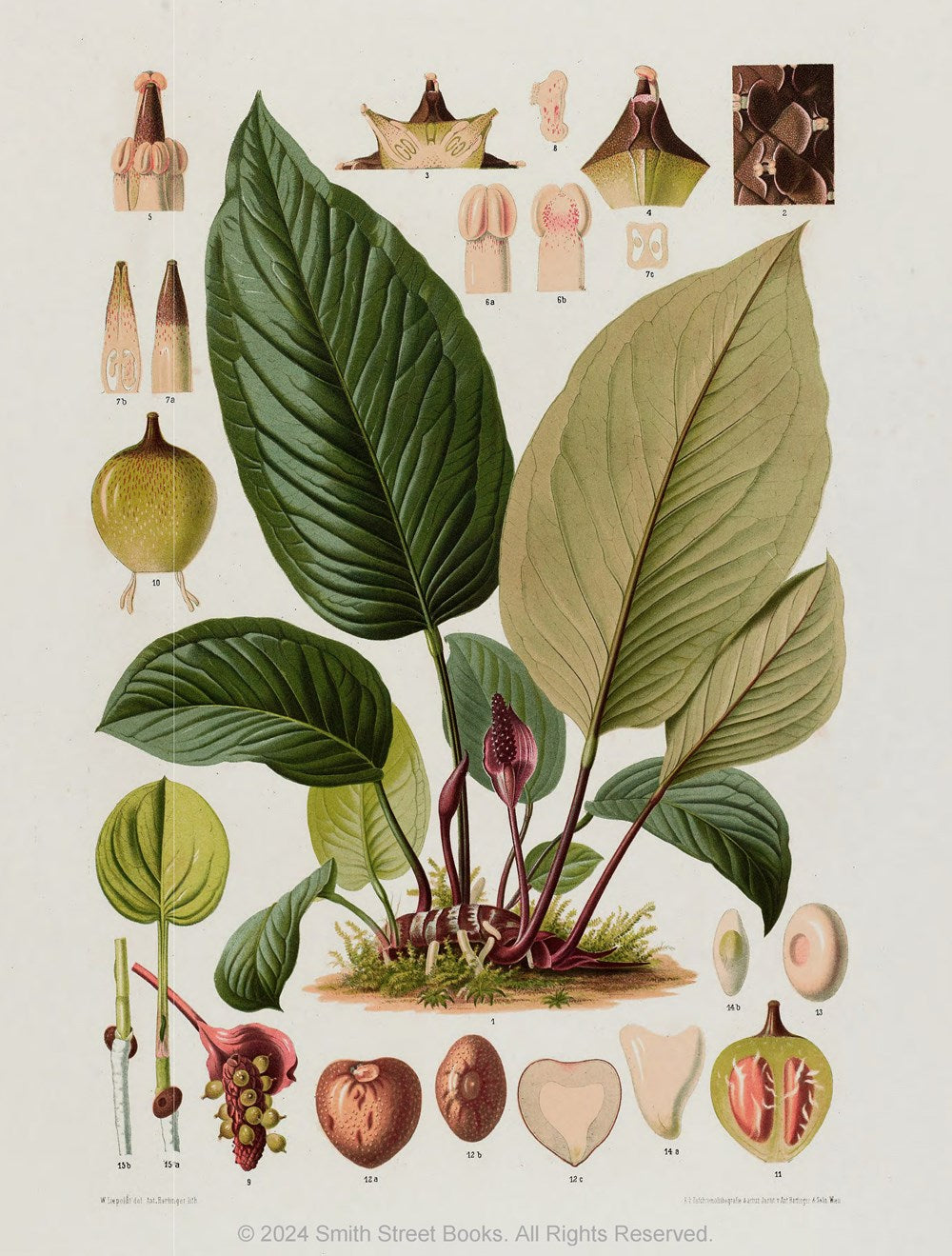 Cut-out Curiosities - Botanica