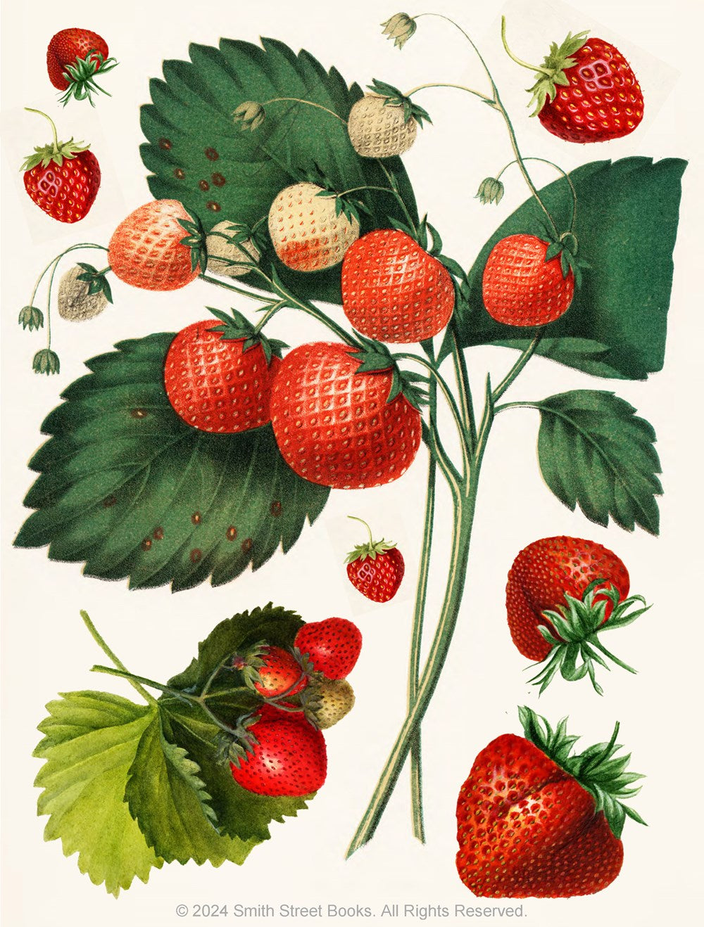 Cut-out Curiosities - Botanica