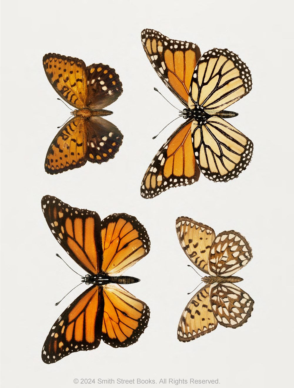 Cut-out Curiosities - Botanica