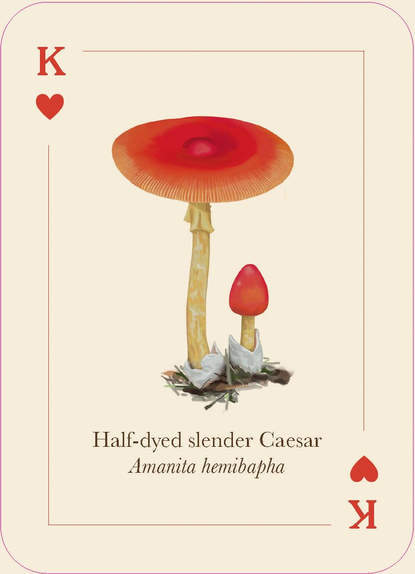 Mushrooms of the Wild