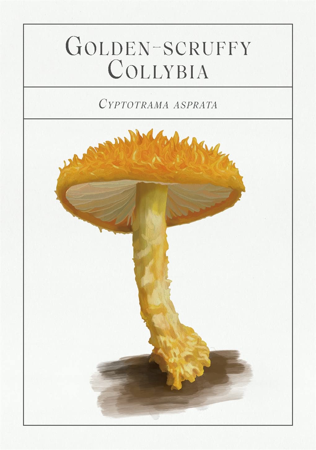 The Deck of Mushrooms