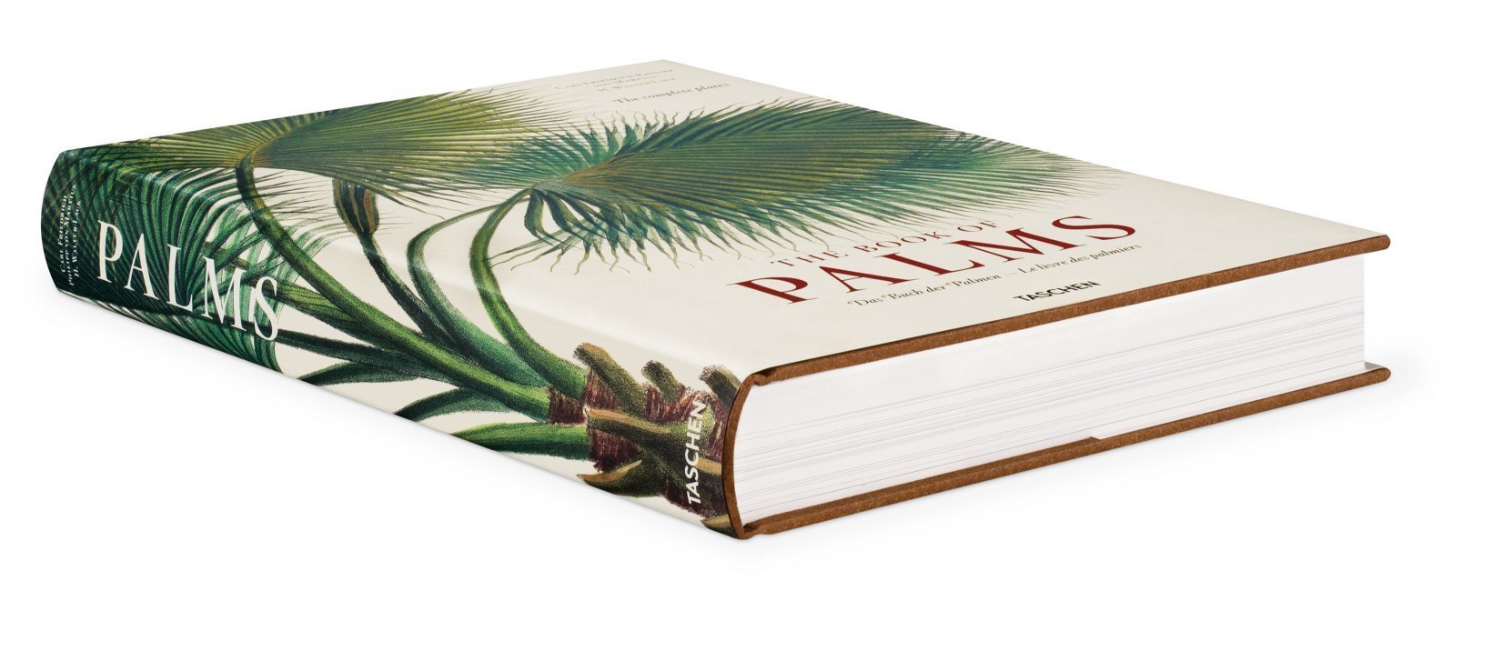 The Book of Palms XL