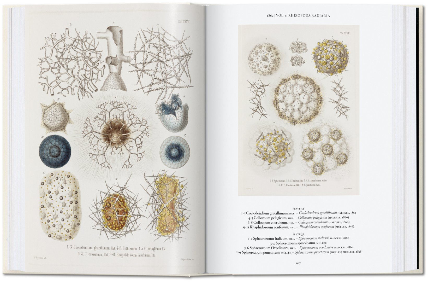 Ernst Haeckel – 40th Edt.