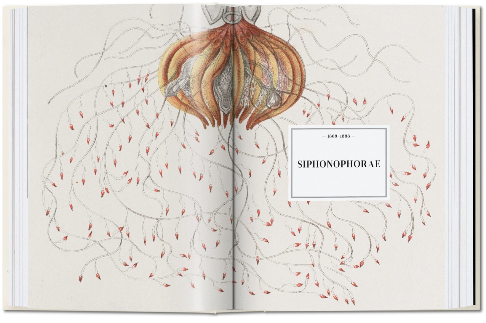 Ernst Haeckel – 40th Edt.