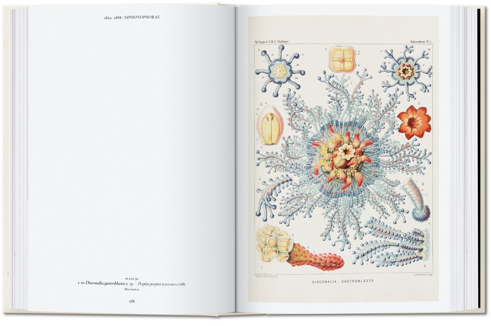 Ernst Haeckel – 40th Edt.