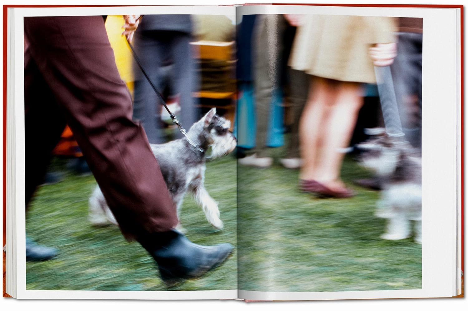 Dogs. Walter Chandoha. Photographs 1941–1991