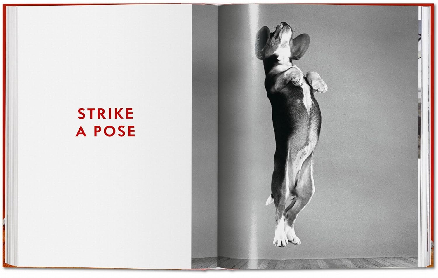 Dogs. Walter Chandoha. Photographs 1941–1991