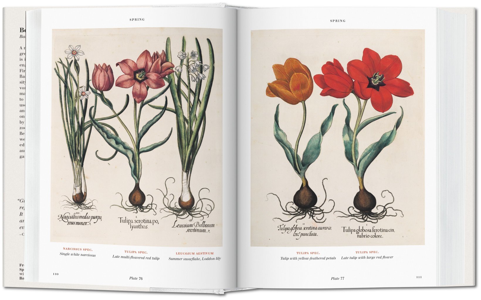 Florilegium. The Book of Plants