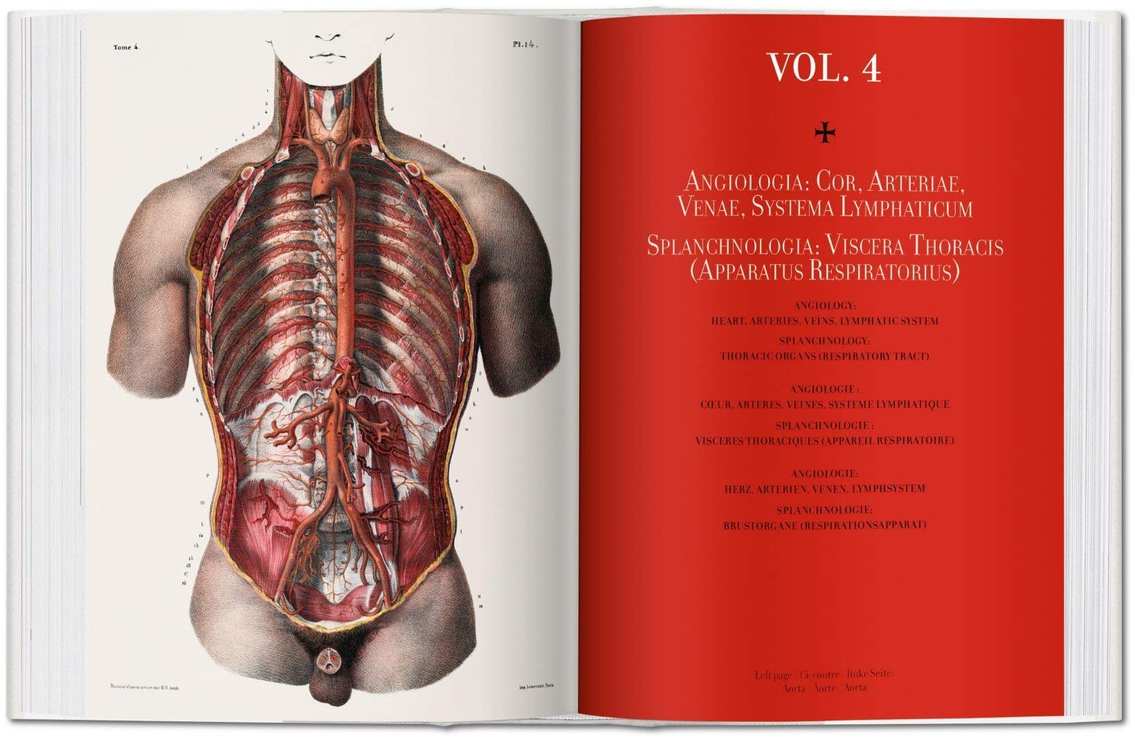 Atlas of Human Anatomy
