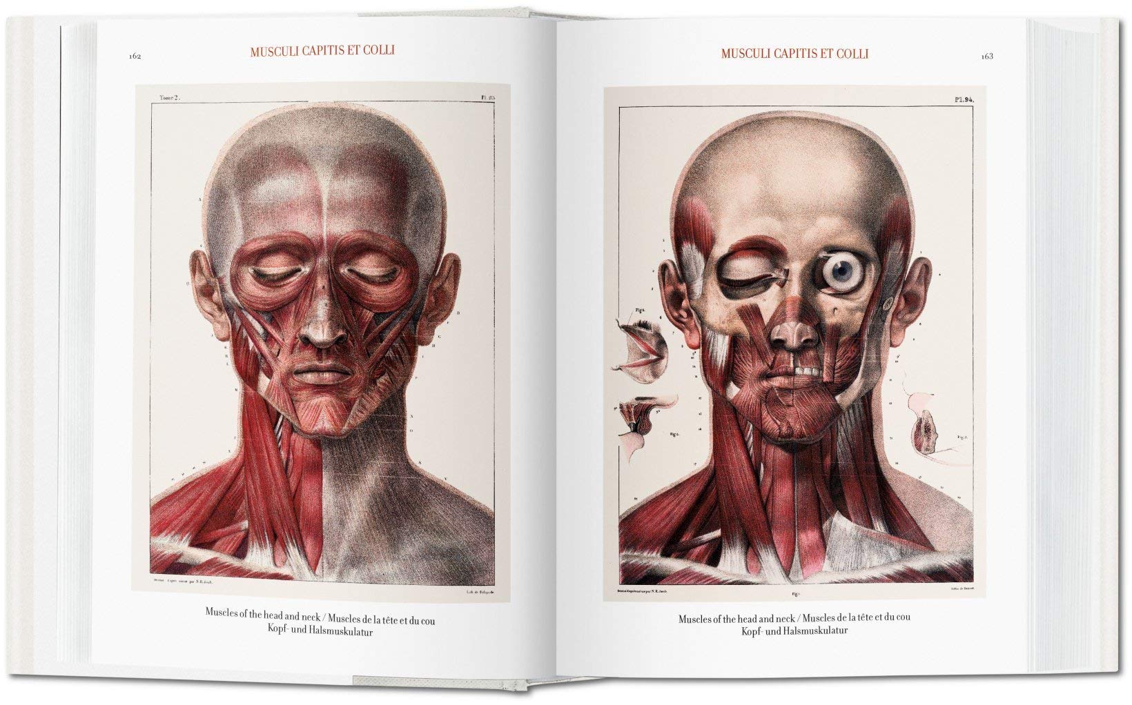 Atlas of Human Anatomy