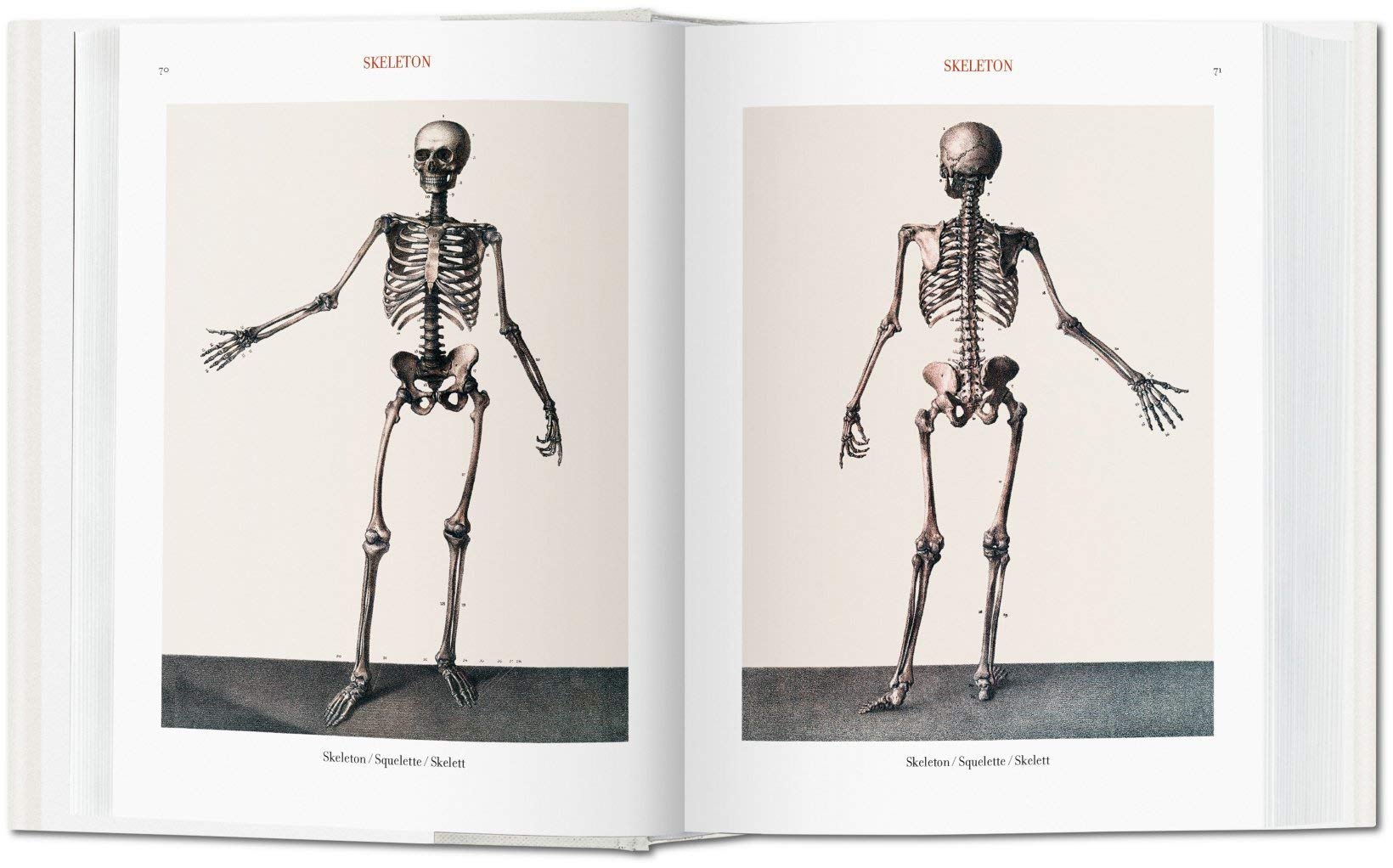 Atlas of Human Anatomy