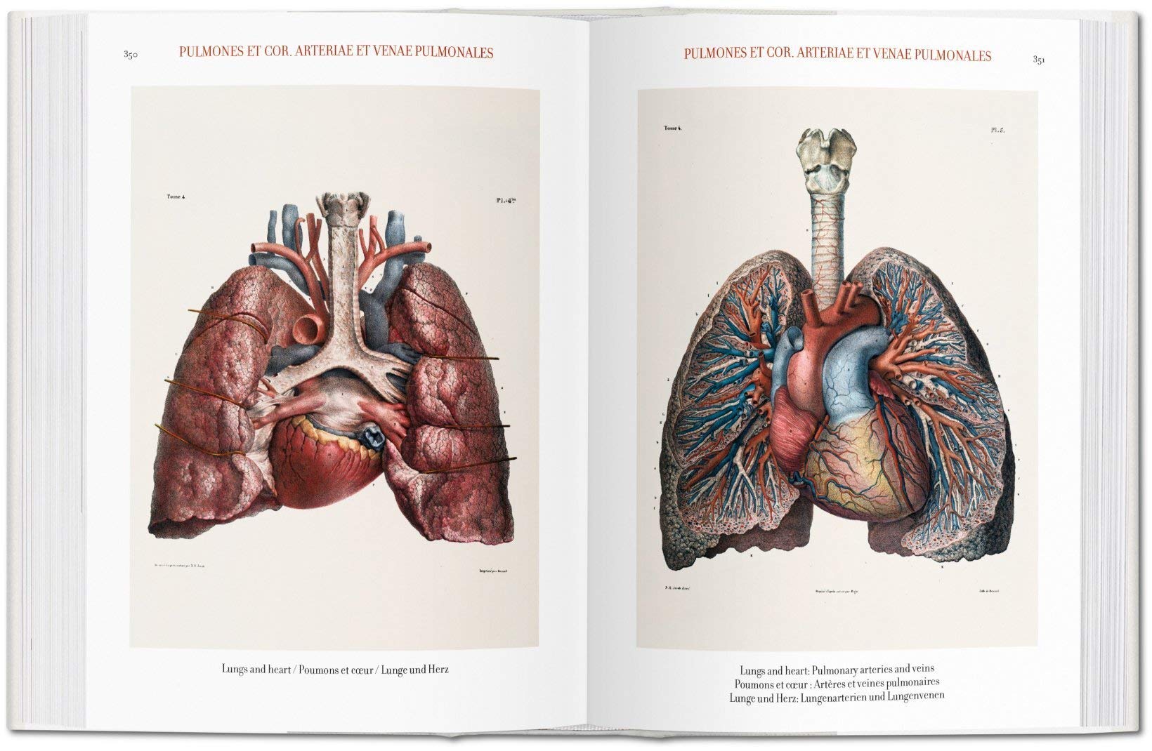 Atlas of Human Anatomy