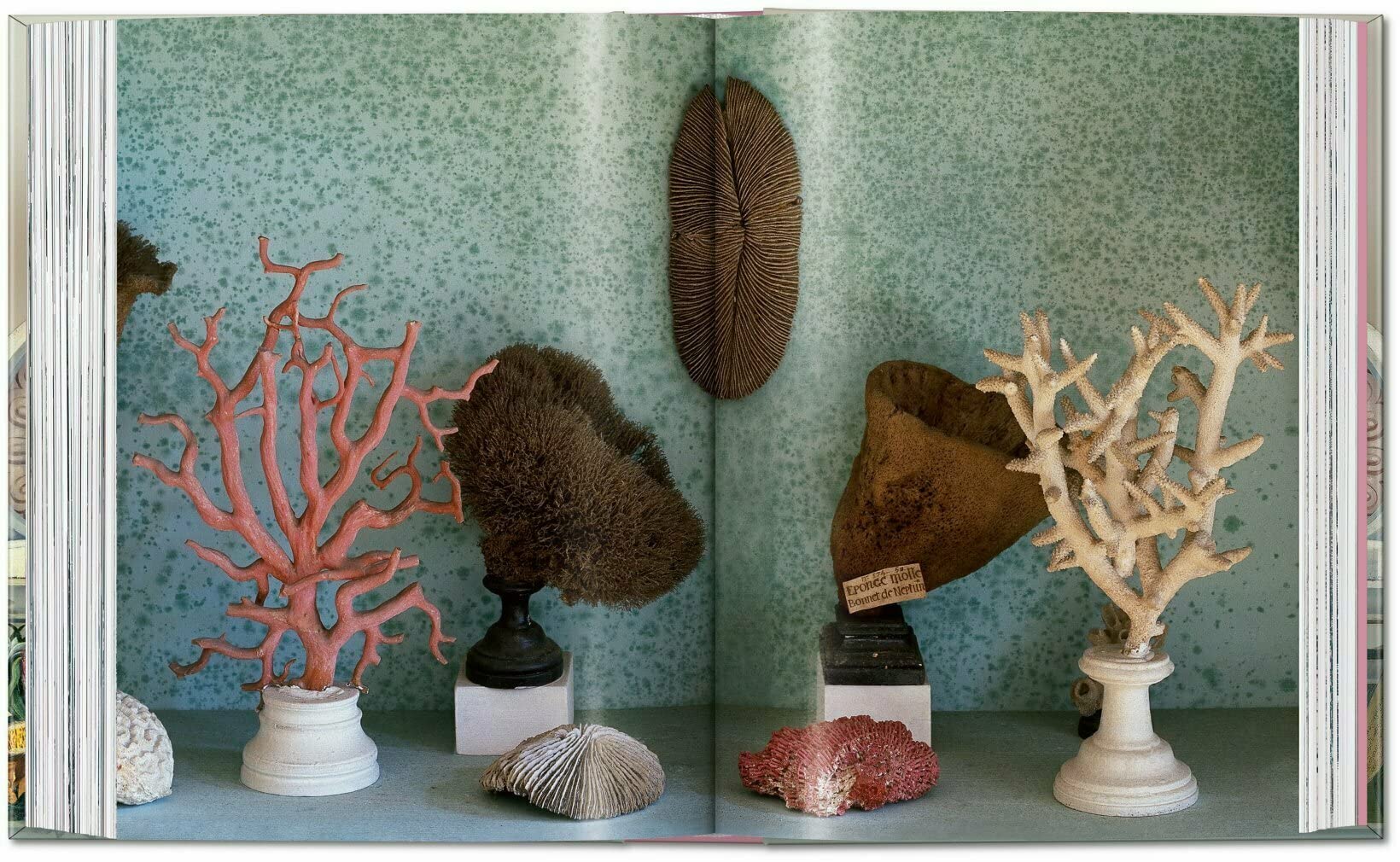 Massimo Listri. Cabinet of Curiosities. 40th Edt.