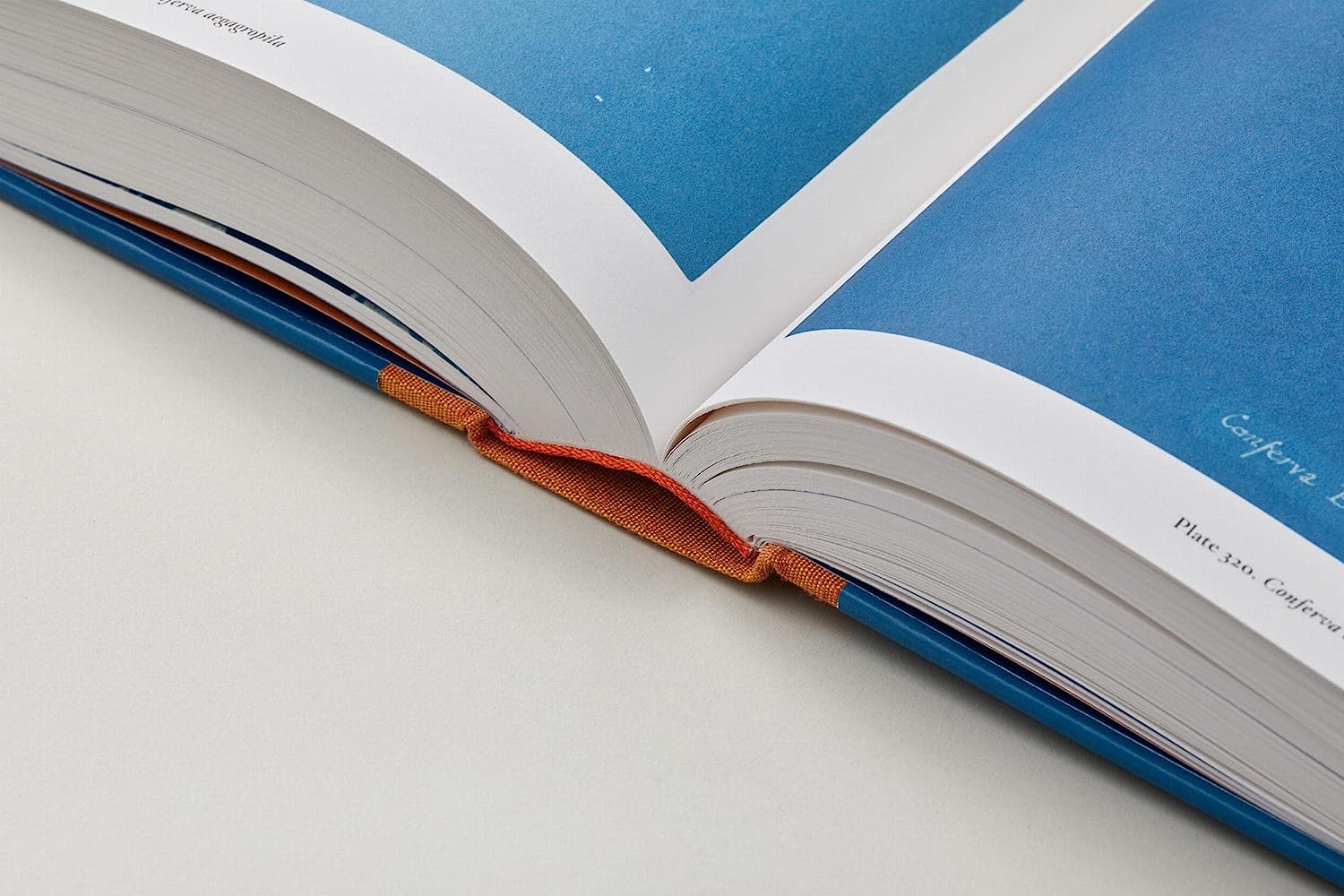 Anna Atkins - Cyanotypes