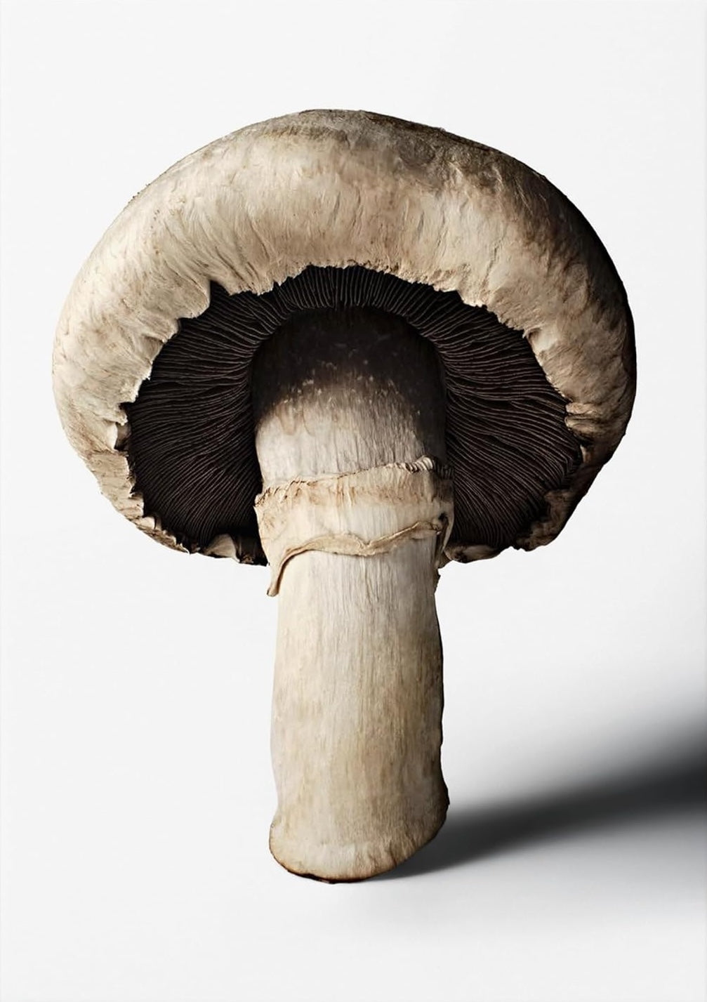 The Gourmand's Mushroom. A Collection of Stories & Recipes
