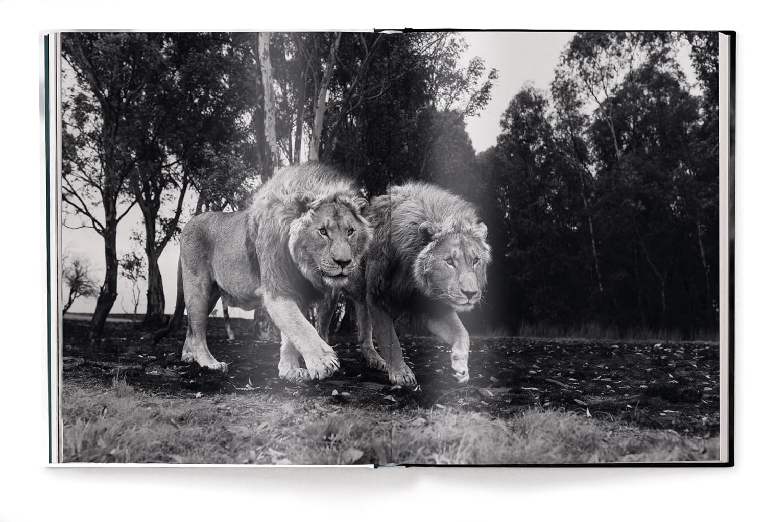 Beusker - Look into my Eyes