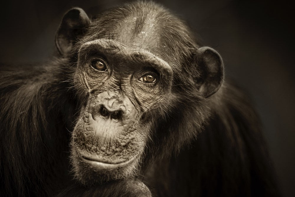 Face to Face - With the Great Apes