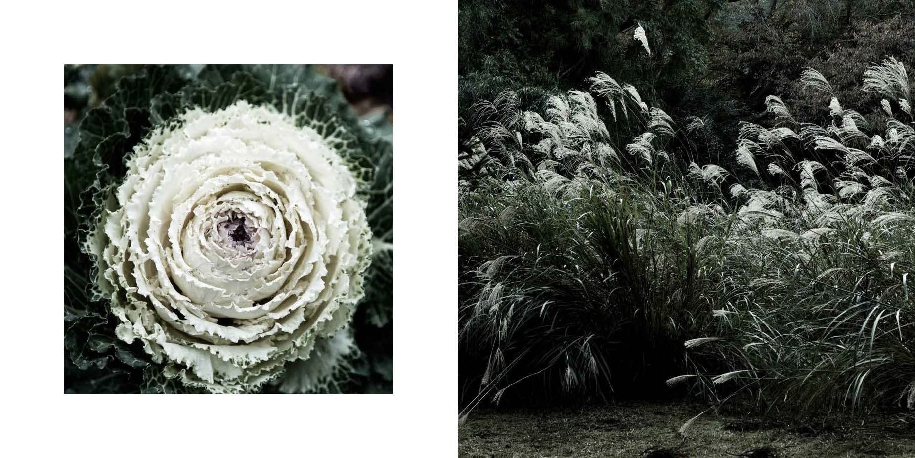 The Magic of Japanese Zen Gardens