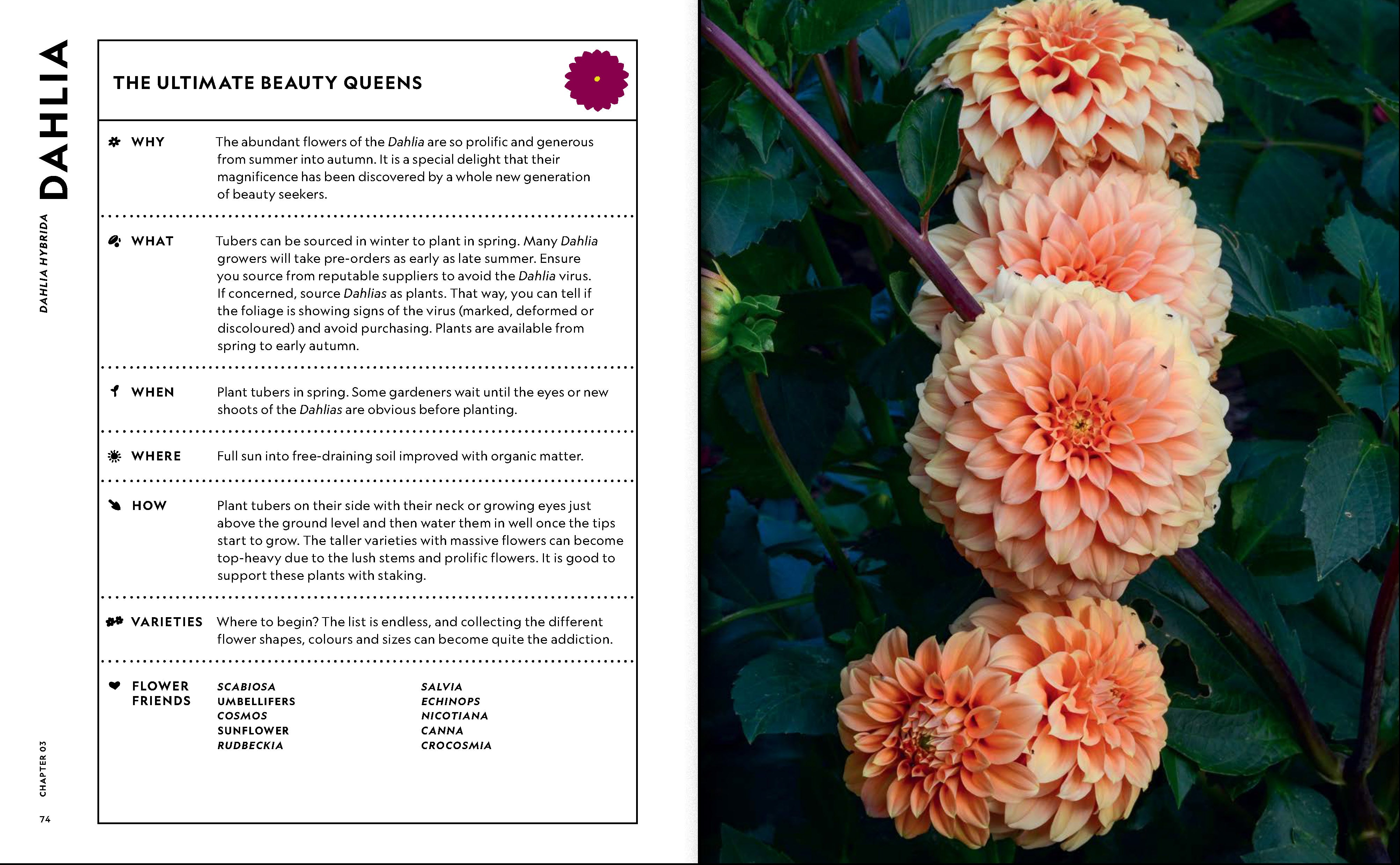 The Super Bloom Handbook