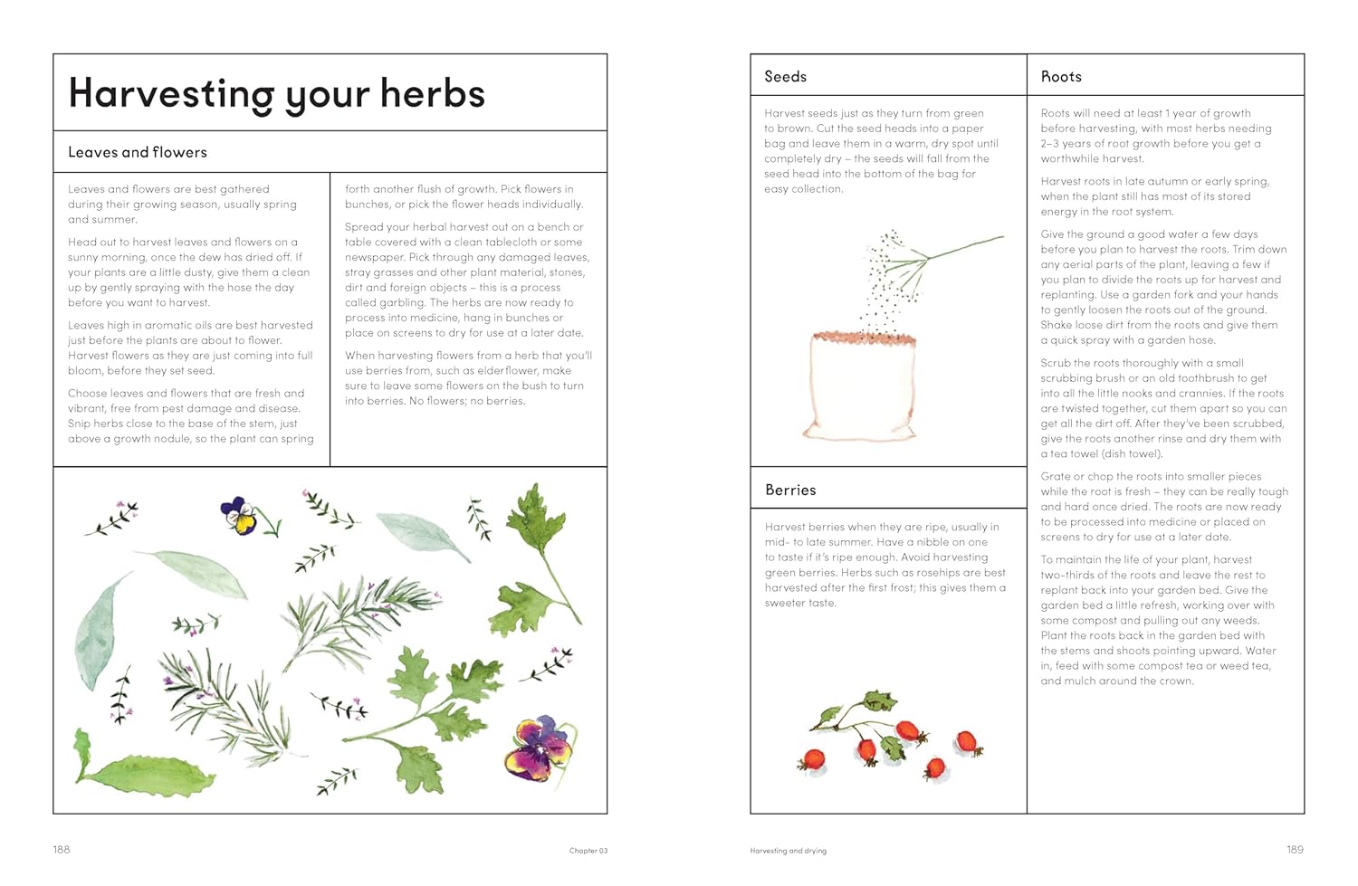 The Medicinal Garden