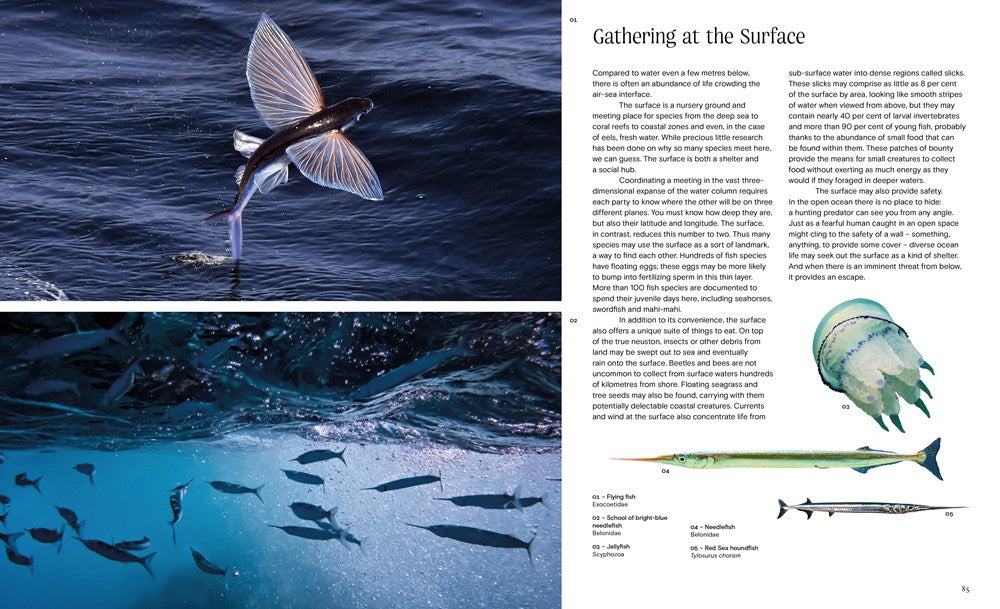 Ocean - From the Shore to the Abyss