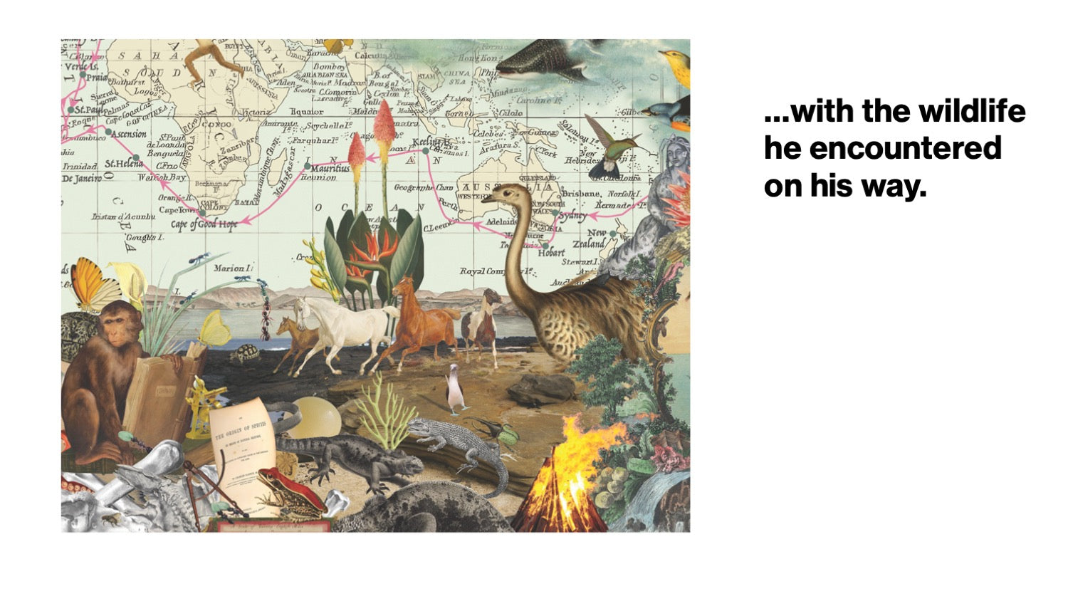 Charles Darwin's Voyage on H.M.S. Beagle 1000 pcs. Puzzle