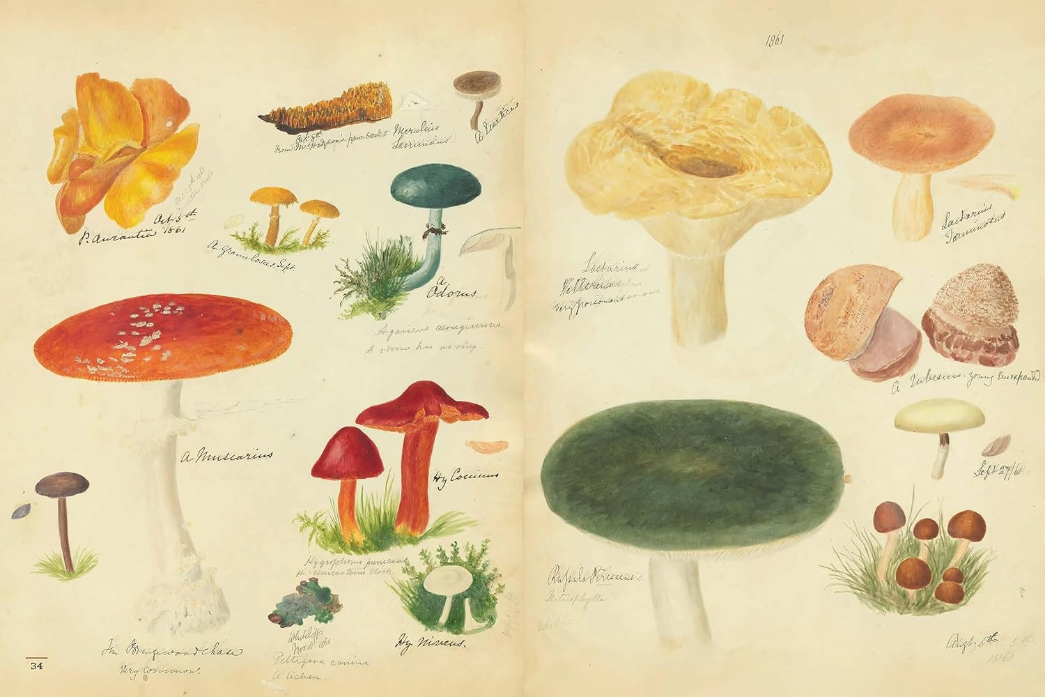 Fungi Collected in Shropshire and Other Neighbourhoods