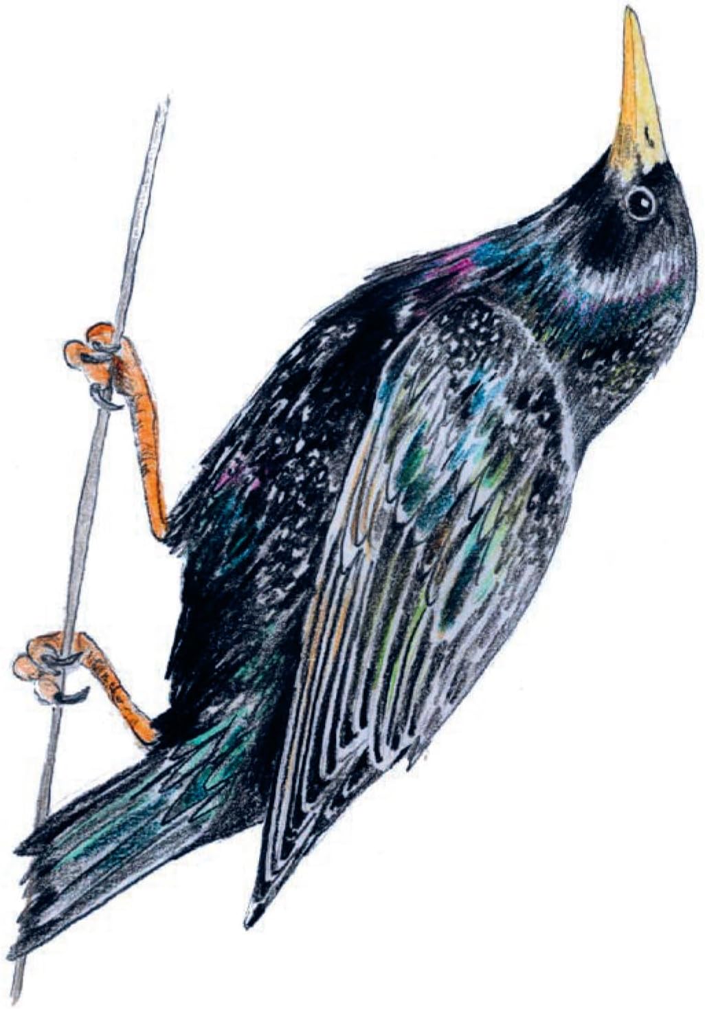Bird Box - 100 Postcards by 10 Artists