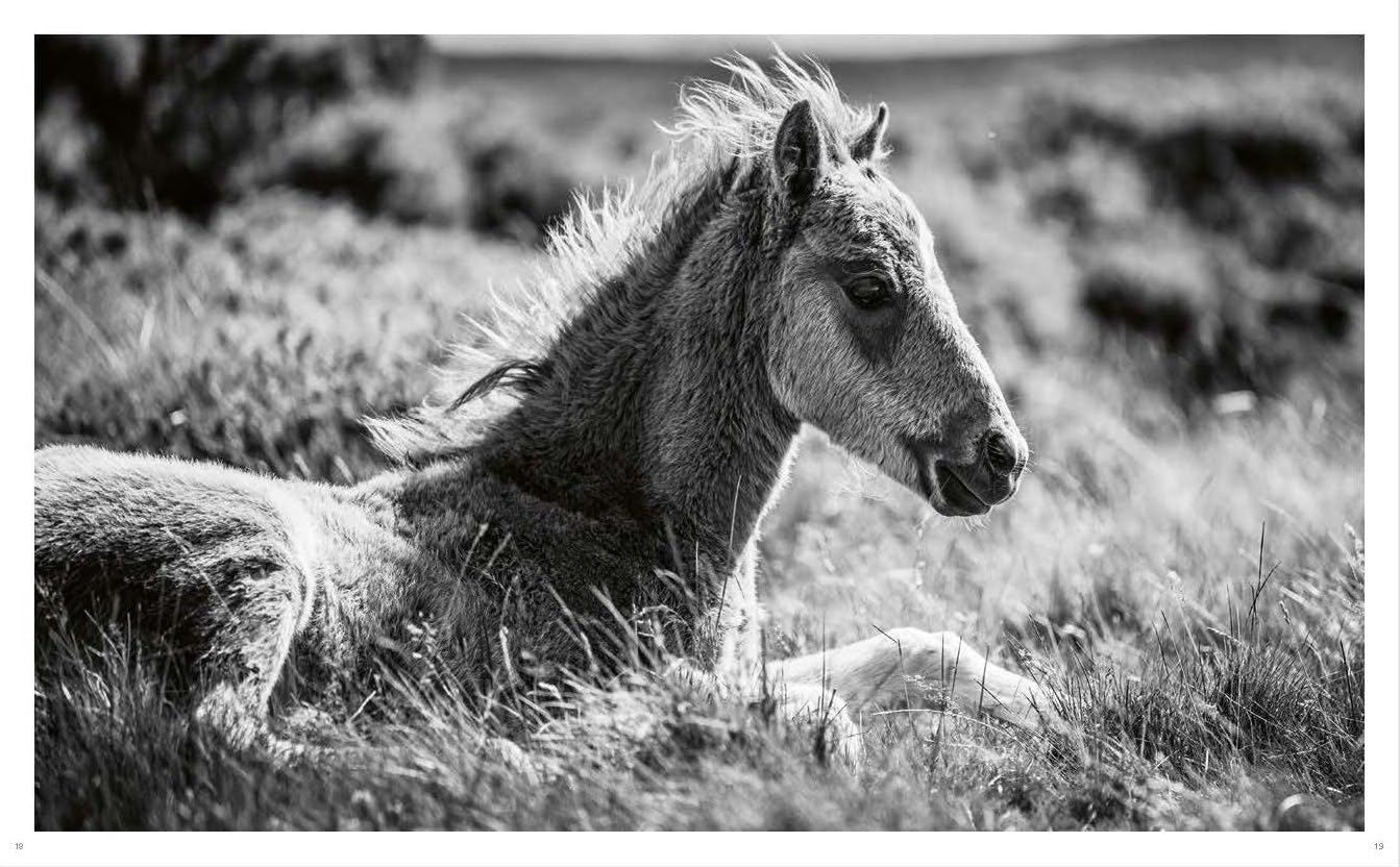 Wild Horses