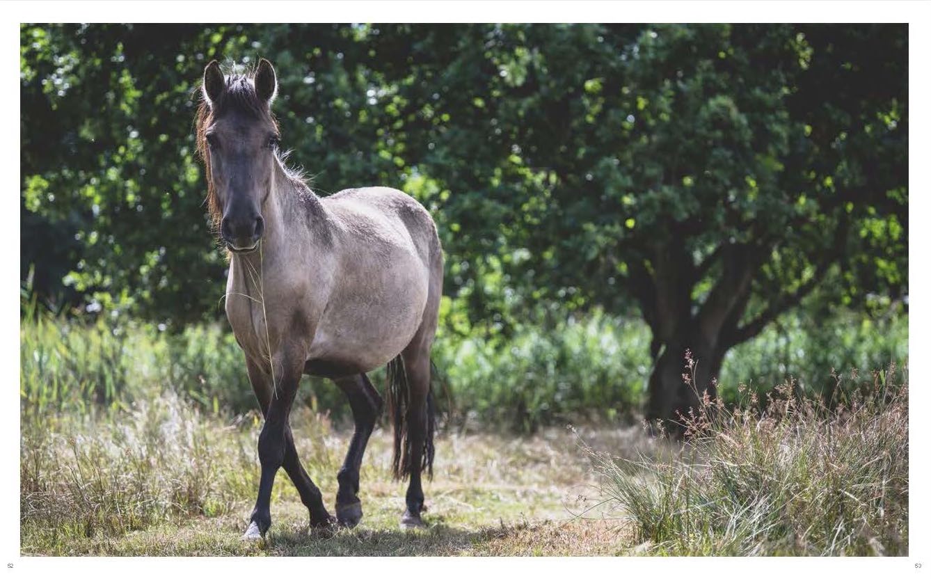 Wild Horses